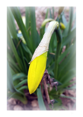 yellow crocus bud