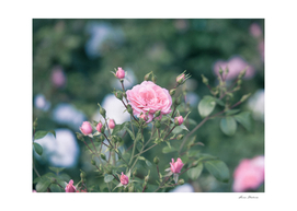 Roses Pink Close-up of Bush Outdoors