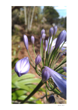 violet flower