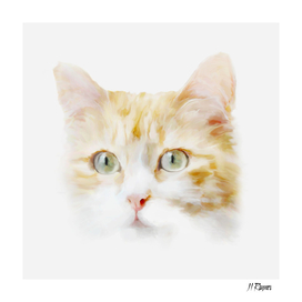 Cat: Roger- Ginger Tabby