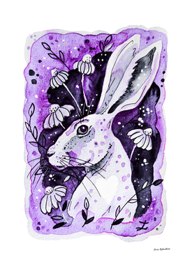 Purple Hare