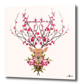 Spring deer