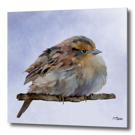 Bird: Colourful Sparrow