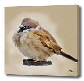 Bird: Young House  Sparrow