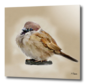 Bird: Young House  Sparrow