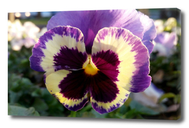 colorful spring Pansy