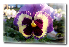 colorful spring Pansy