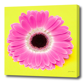 Pink Flower on yellow