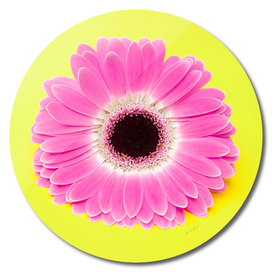 Pink Flower on yellow