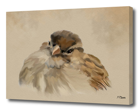Bird: House Sparrow