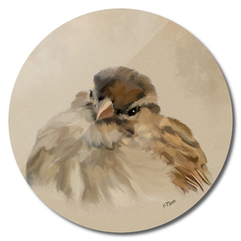 Bird: House Sparrow
