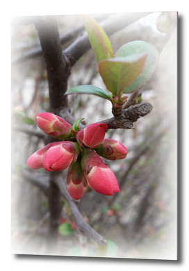 wild quince blooming