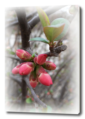 wild quince blooming