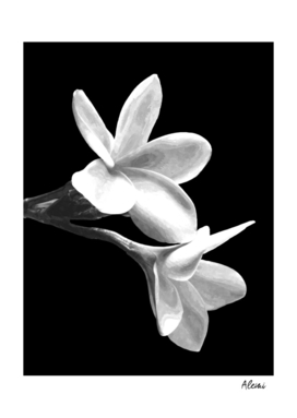 White Flowers Black Background