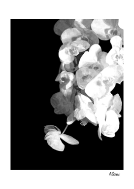 White Orchids Black Background