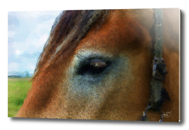 Brown horse eye