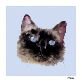 Jasper: Black, Blue-Eyed Cat