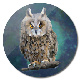 Bird: Young Long Eared Owl