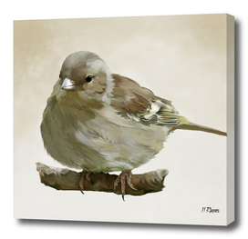 Bird: Young Chaffinch