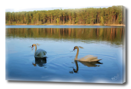 A pair of a beautiful swans swimming in the lake