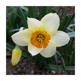white daffodil shining