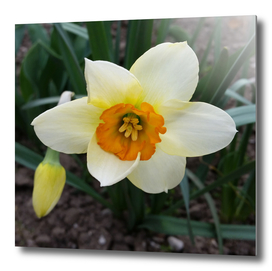 white daffodil shining