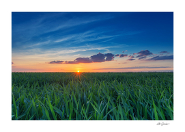 Sunset over the grain field
