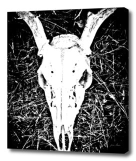 Deer Skull II