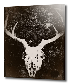 Deer Skull III