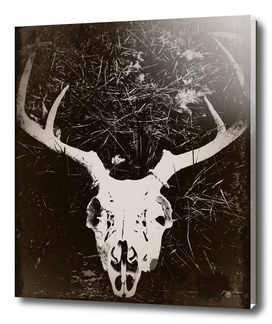 Deer Skull III