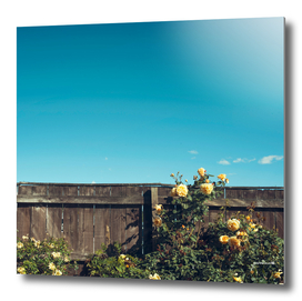 Yellow flowers over a wooden fence