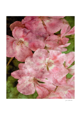 pink geranium vintage