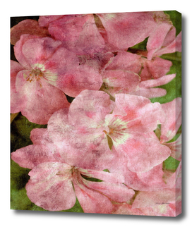 Vintage geranium pink flowers background