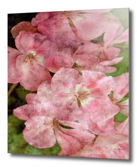 Vintage geranium pink flowers background