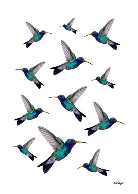 hummingbird pattern