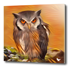 Owl in an orange night