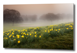 Misty Daffodils