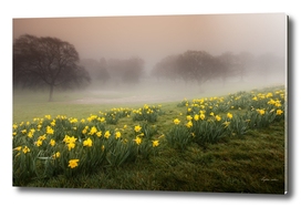 Misty Daffodils