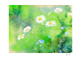 Daisies and Forget Me Nots
