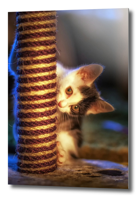 Kitten at play with scratch post