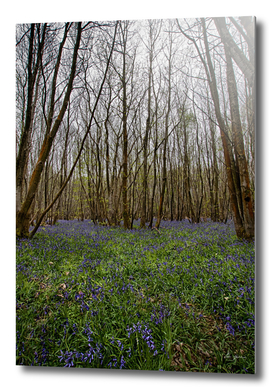 Bluebells at Kings Wood
