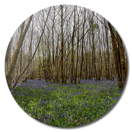 Bluebells at Kings Wood