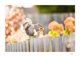 Backyard Squirrel
