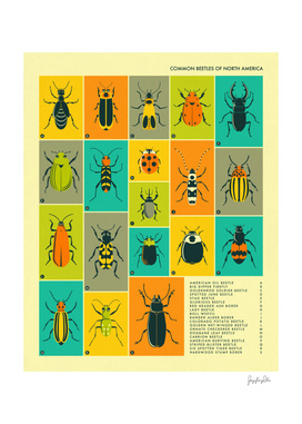 Common Beetles of North America
