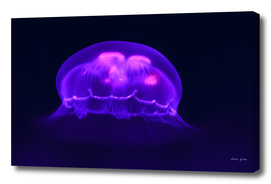 Jellyfish, blue background