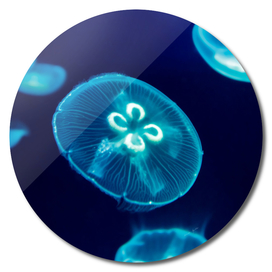 Jellyfish, blue background