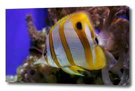 Exotic sea fish Copperband butterflyfish