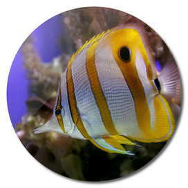 Exotic sea fish Copperband butterflyfish