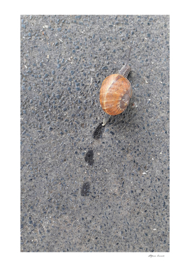 Snail on the asphalt
