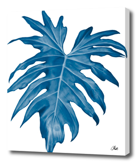 Blue palm1